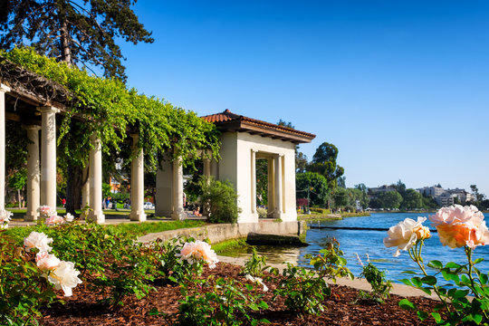Oakland, California, downtown Lake Merritt historic rose arbor. Selective focus on the flowers in the foreground. Copy space