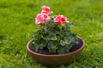 pink geranium