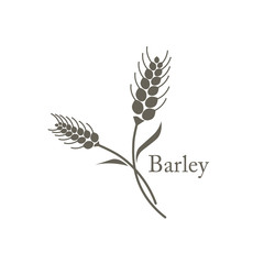 barley grain field