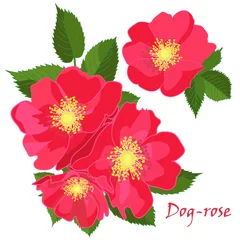 Abwaschbare Fototapete Set red flowers of dog-rose with leafs in realistic hand-drawn style © zzayko