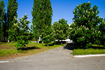 Blooming chestnut trees in a park
