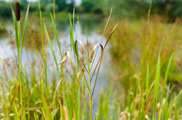 nature et amour, plante en forme de coeur