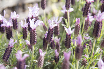 Lavender in natural way, in the background.