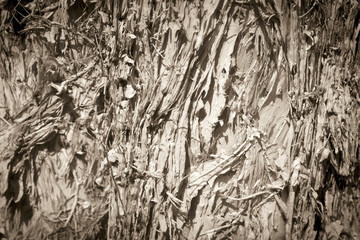Skin large tree, used as background, abstract art.