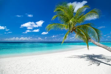 Türaufkleber Strand und Meer Kokospalme am tropischen Paradiesinsel Traumstrand
