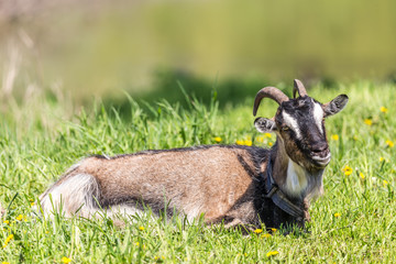 Portrait of a domestic goat at the spring meadow. Authentic farm series. 
