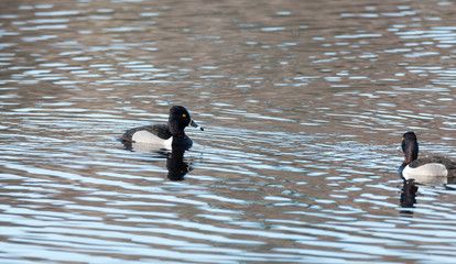 Ring-necked ducks.   Mating pairs compete for the best genes during their breif stay on a lake in northeastern Canada. 