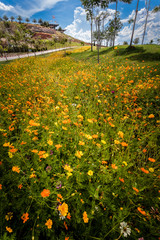 row small flowers in garden beside the dam