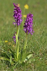 Stattliches Knabenkraut (Orchis mascula) 