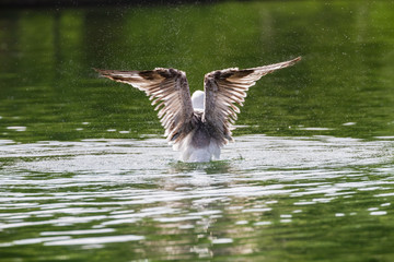 Seagull landing on water