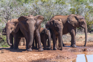 Fototapeta na wymiar Groupe d'éléphants devant un plan d'eau (Addo Elephant National Park)