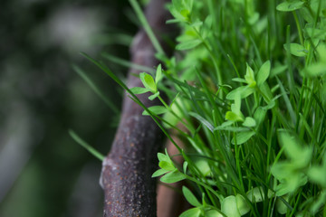 Lush green grass under the spring sun in a pot on the balcony