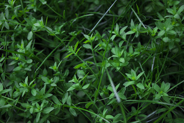 Lush green grass under the spring sun in a pot on the balcony