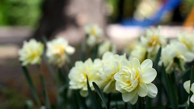 Narcissus in a city Park