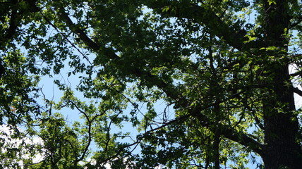 Sky Through The Trees