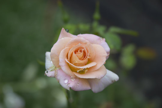 Edelrose im Kiesgarten
