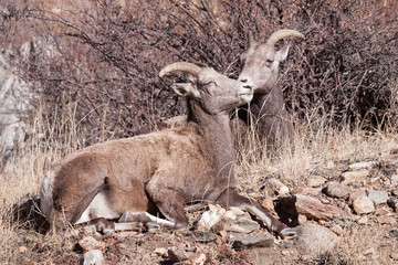 Colorado Rocky Mountain Bighorn Sheep