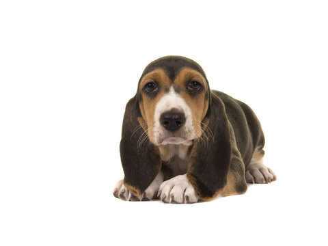 Cute basset artesien normand puppy lying on the floor isolated on a white background