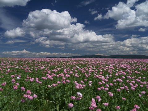 Mohnfeld am Hohen Mei&szlig;ner bei Germerode