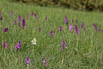 Albino-Knabenkraut neben violettem Stattlichen Knabenkraut (Orchis mascula) am Dörnberg 
