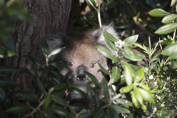The koala koala bear is an arboreal herbivorous marsupial native to Australia, australian koala bear with her baby