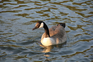 Bernache sur ourthe 3/3