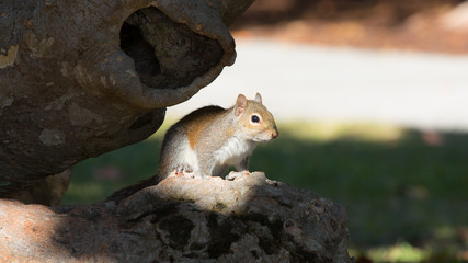 Eichhörnchen (Squirrel)