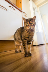 Bengal cat staring into camera