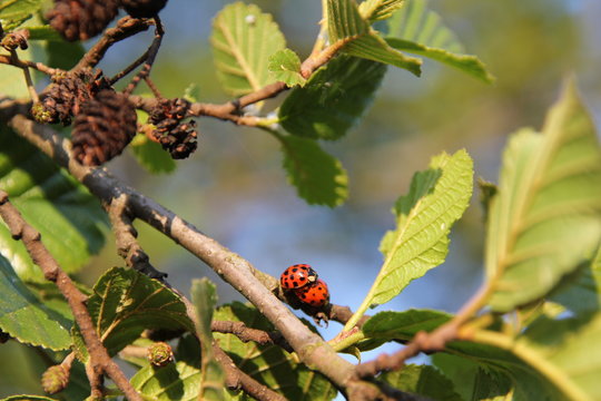 Un joli couple de coccinelles qui copulent