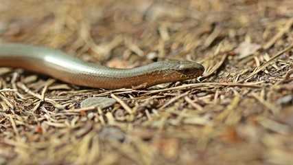 Blindschleiche (Anguis fragilis) am Dörnberg
