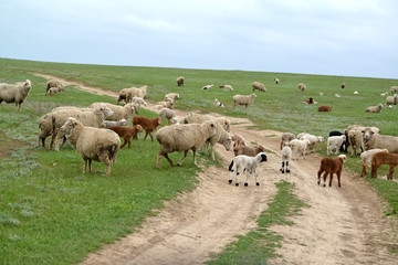 Naklejka na ściany i meble The flock of sheep crosses the dirt road in the steppe. Kalmykia
