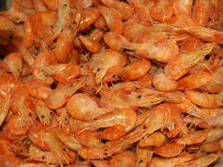 shrimp