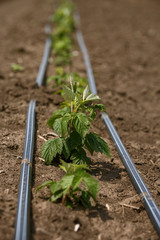 field of growing organic raspberries.