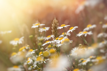 Fototapety  Kłos pszenicy, piękne pole pszenicy i dziki rumianek - kwiat stokrotki