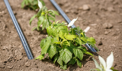 young green raspberries in the spring.