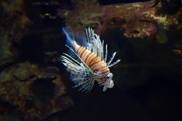 Lion fish swimming underwater.