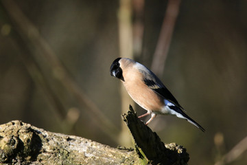 Neugieriges Gimpel-Weibchen