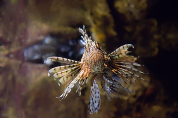 Fototapeta na wymiar Lion fish swimming underwater in aquarium.