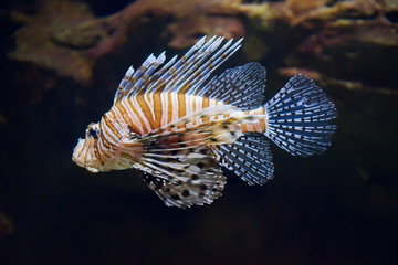 Lion fish swimming underwater.