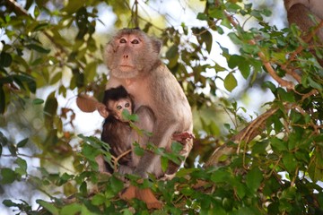 Affenbaby und Mutter