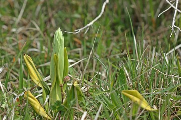 Knospende Bocks-Riemenzunge (Himantoglossum hircinum) am Dörnberg 
