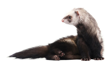 Cute grey ferret in full growth lies isolated