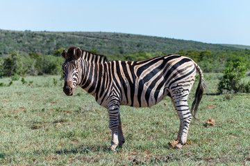 Naklejka premium Zebre (Addo Elephant National Park, Afrique du Sud)