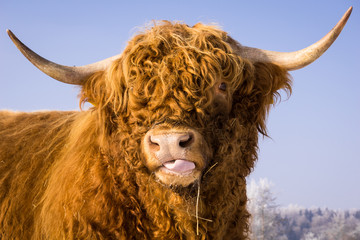 Bullenportrait