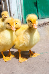 Flock of cute yellow ducklings on the yard. Authentic farm series. 