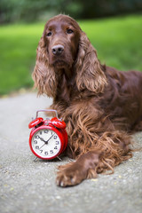 Time concept - cute dog and a red alarm clock