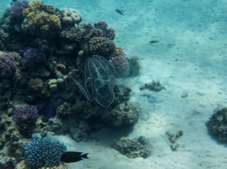 Comb Jellyfish
