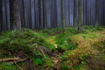 The old and autumn forest in Harz, Germany
