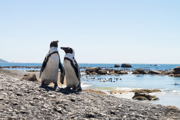 Pingouins du Cap (Boulders Beach, Simons town, Afrique du Sud) - 151324195