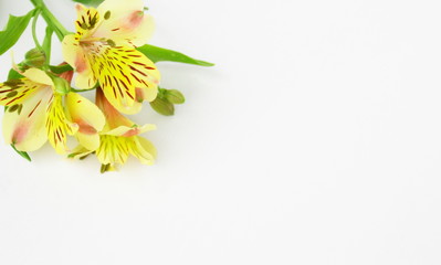 alstroemeria jaune ,banche florale sur fond blanc,